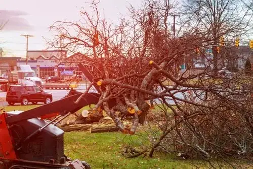 Storm-damaged tree fallen after high winds being cleared by an emergency tree crew