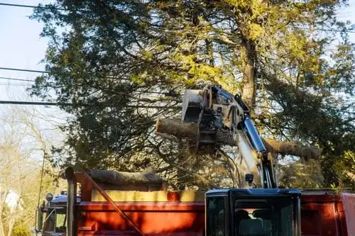 Certified arborist rigging and removing a large tree safely in Indianapolis & Central Indiana