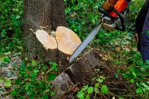 Certified arborist safely removing a large tree in Indianapolis with rigging equipment