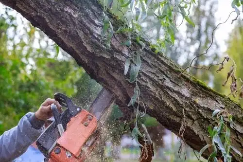 Arborist pruning tree branches with proper cuts to promote healthy growth